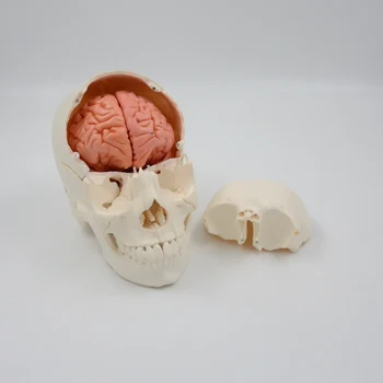 Življenje Velikost Snemljiv Lobanje Model in Možganske Anatomije 30Parts Medicinske učni pripomoček Človekovih Izobraževalne Opreme Poklicne Darilo