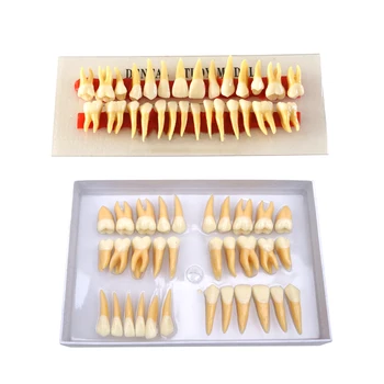 Zobni Zob Model Anatomsko Zakoreninjena Dve Barvi Zob Primarni Zob z Naravnost Korenine Zobozdravstveni Materiali